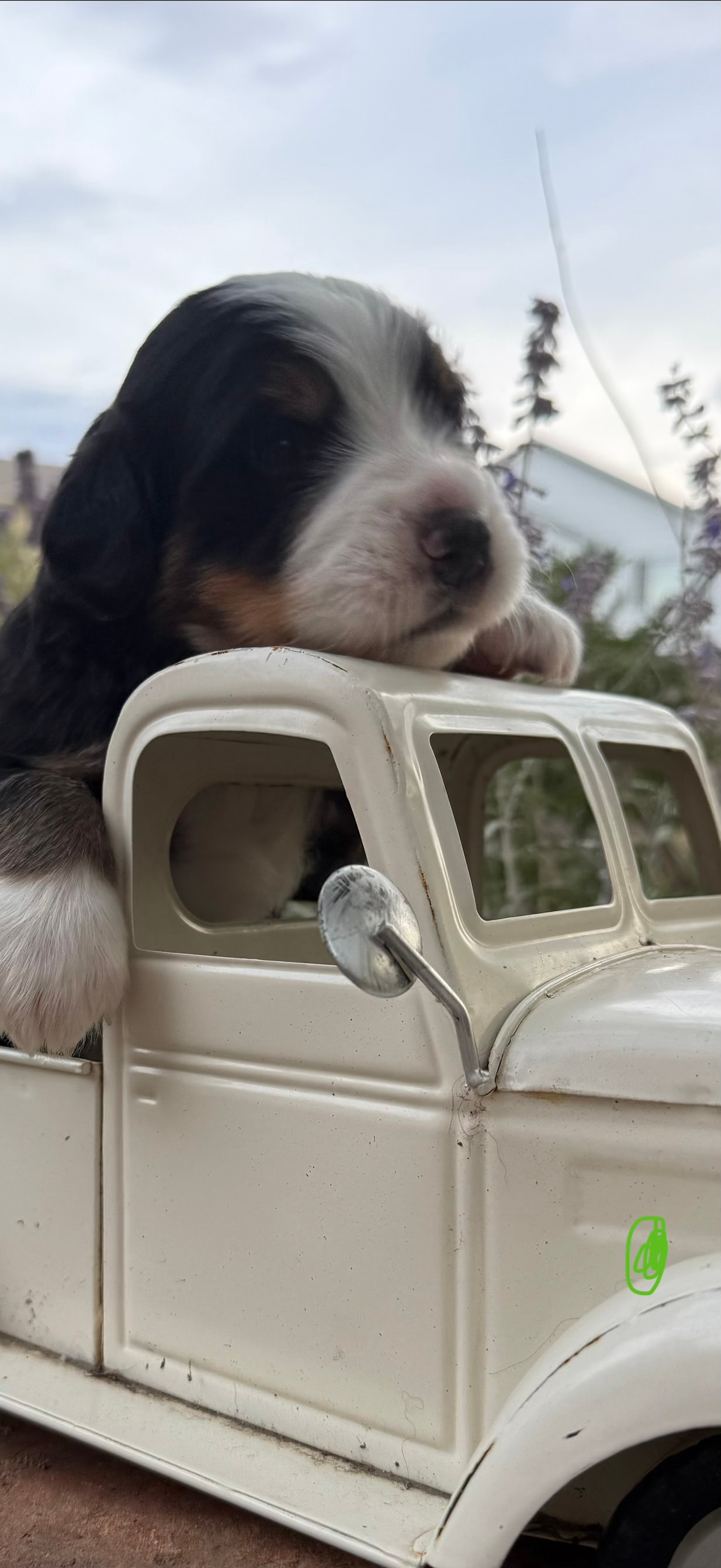 Green Boy - Bernese Mountain Dog puppy