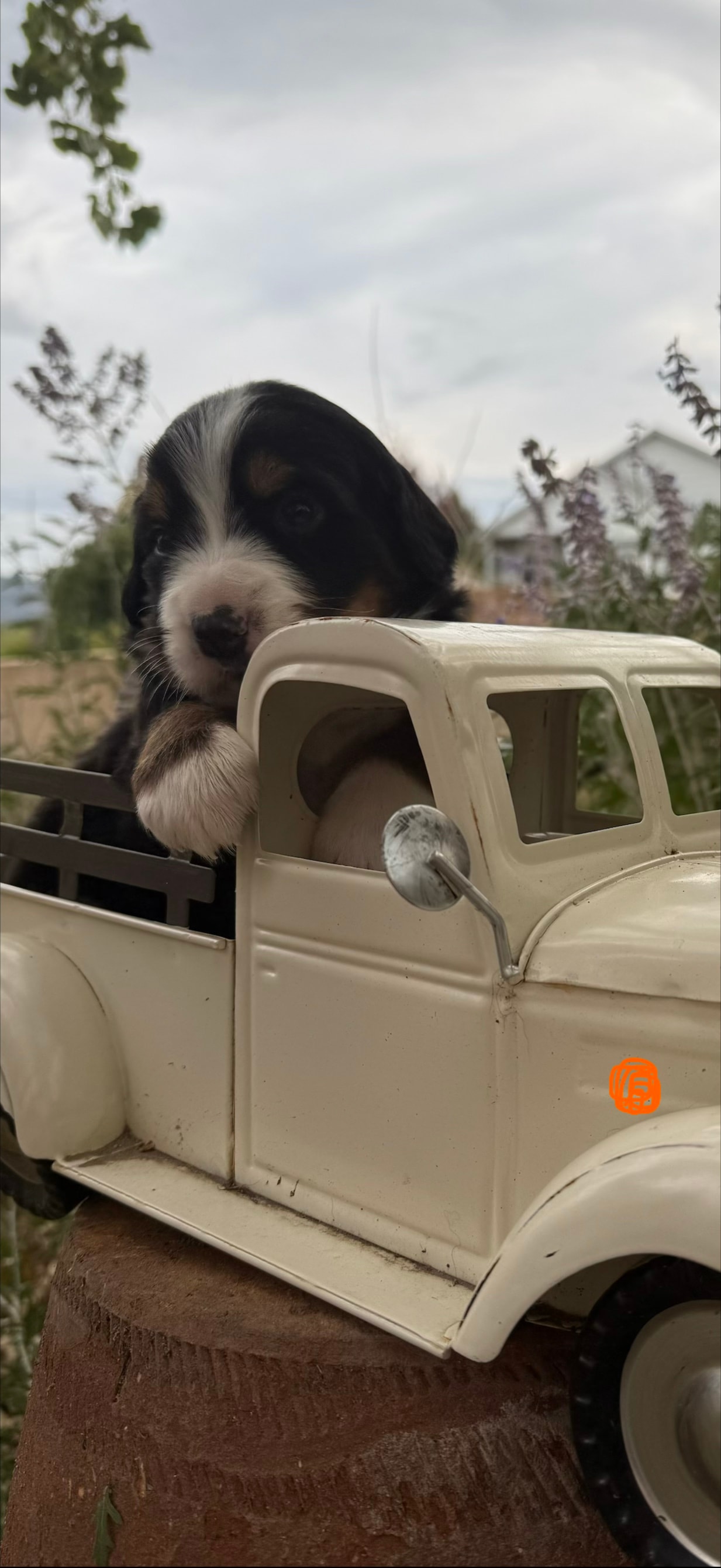 Orange Girl - Bernese Mountain Dog puppy
