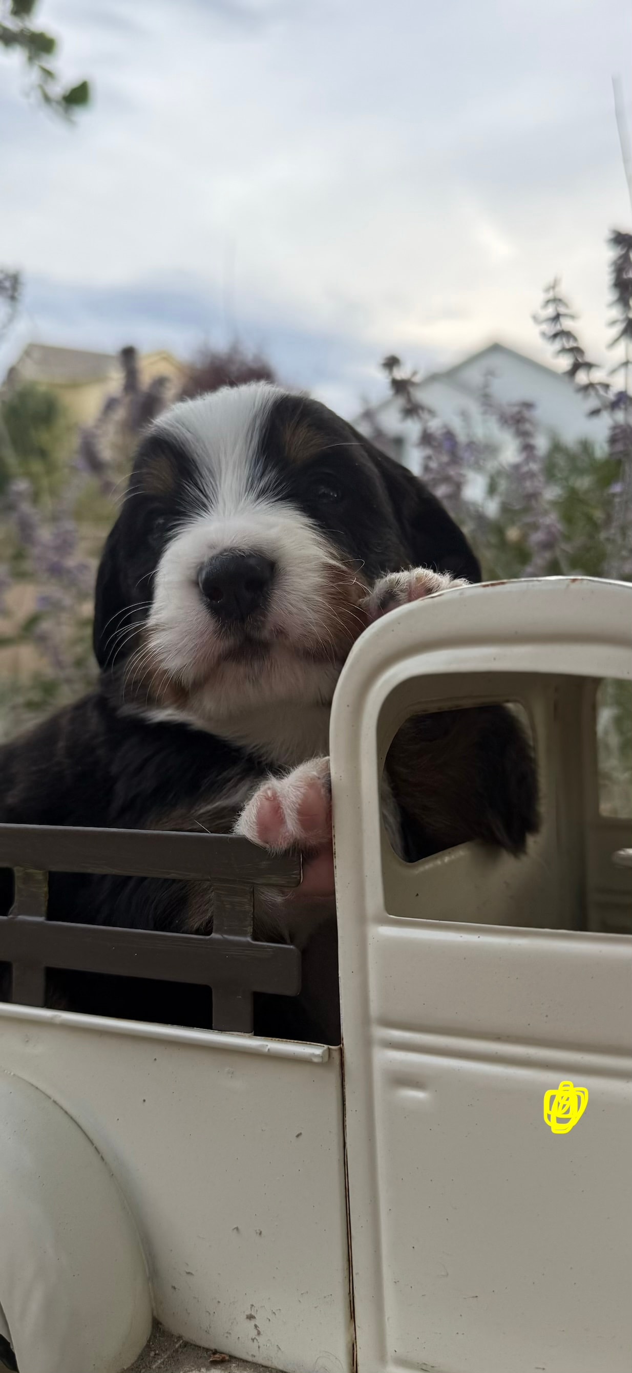 Yellow Girl - Bernese Mountain Dog puppy