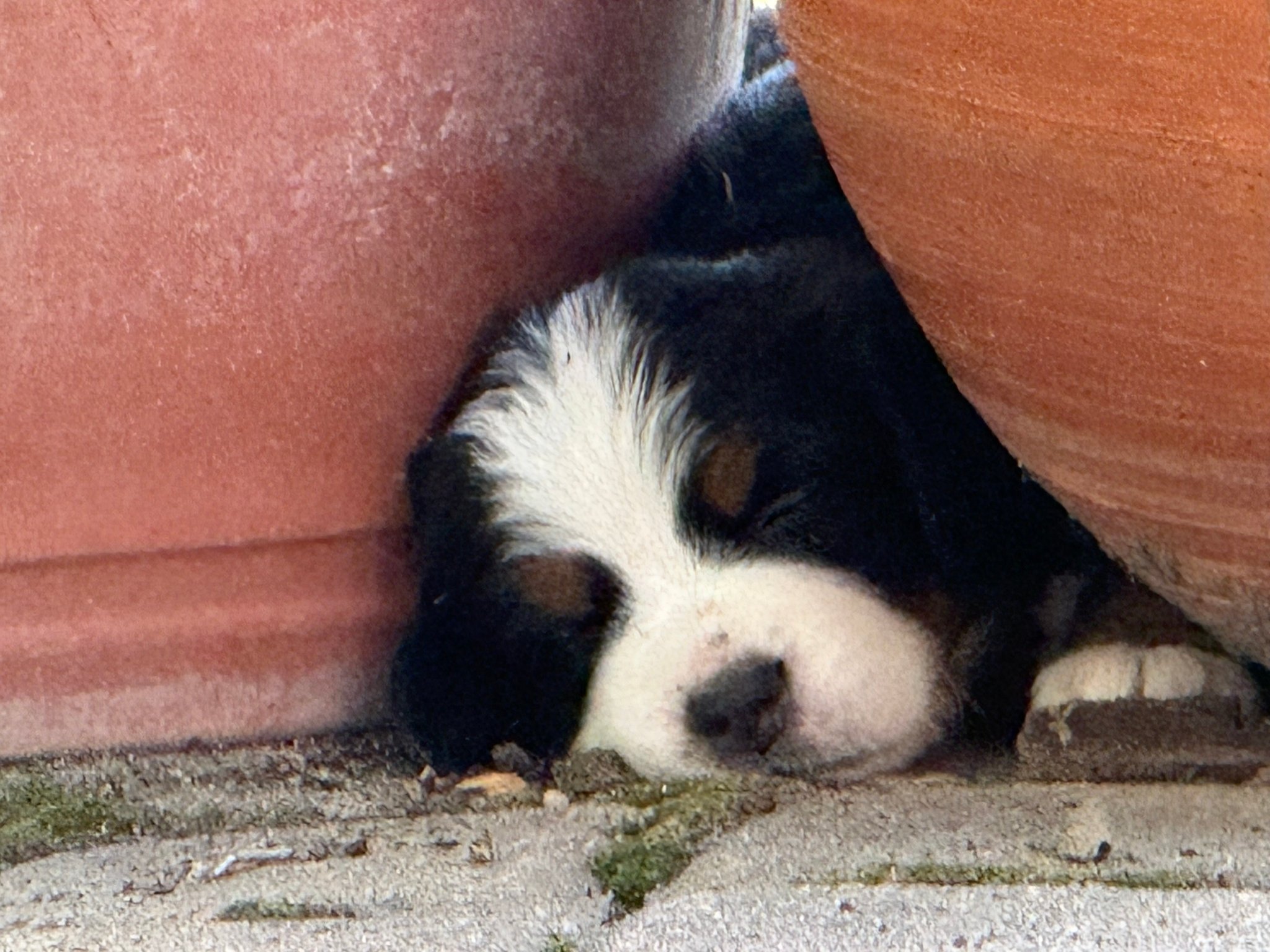 Sneaky Pup