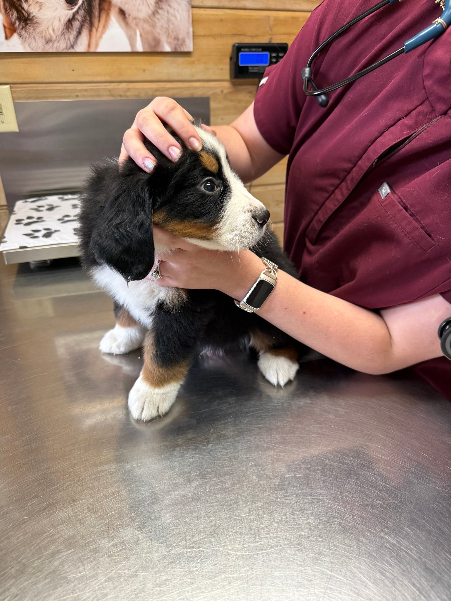 Vet Visit