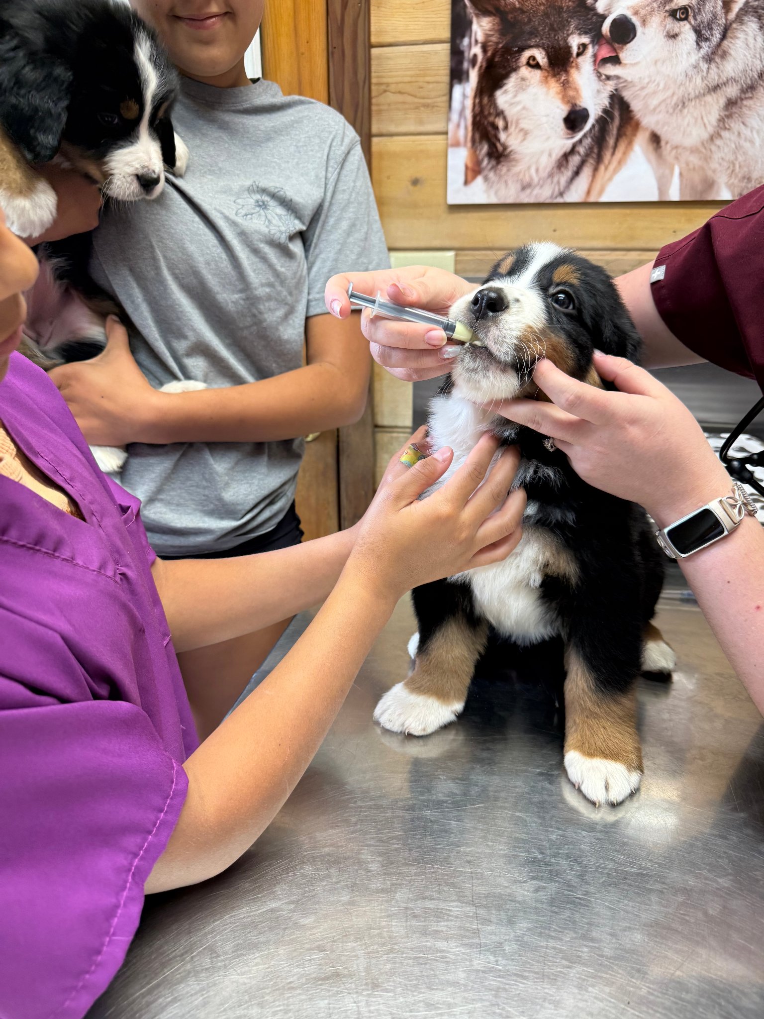 Vet Visit