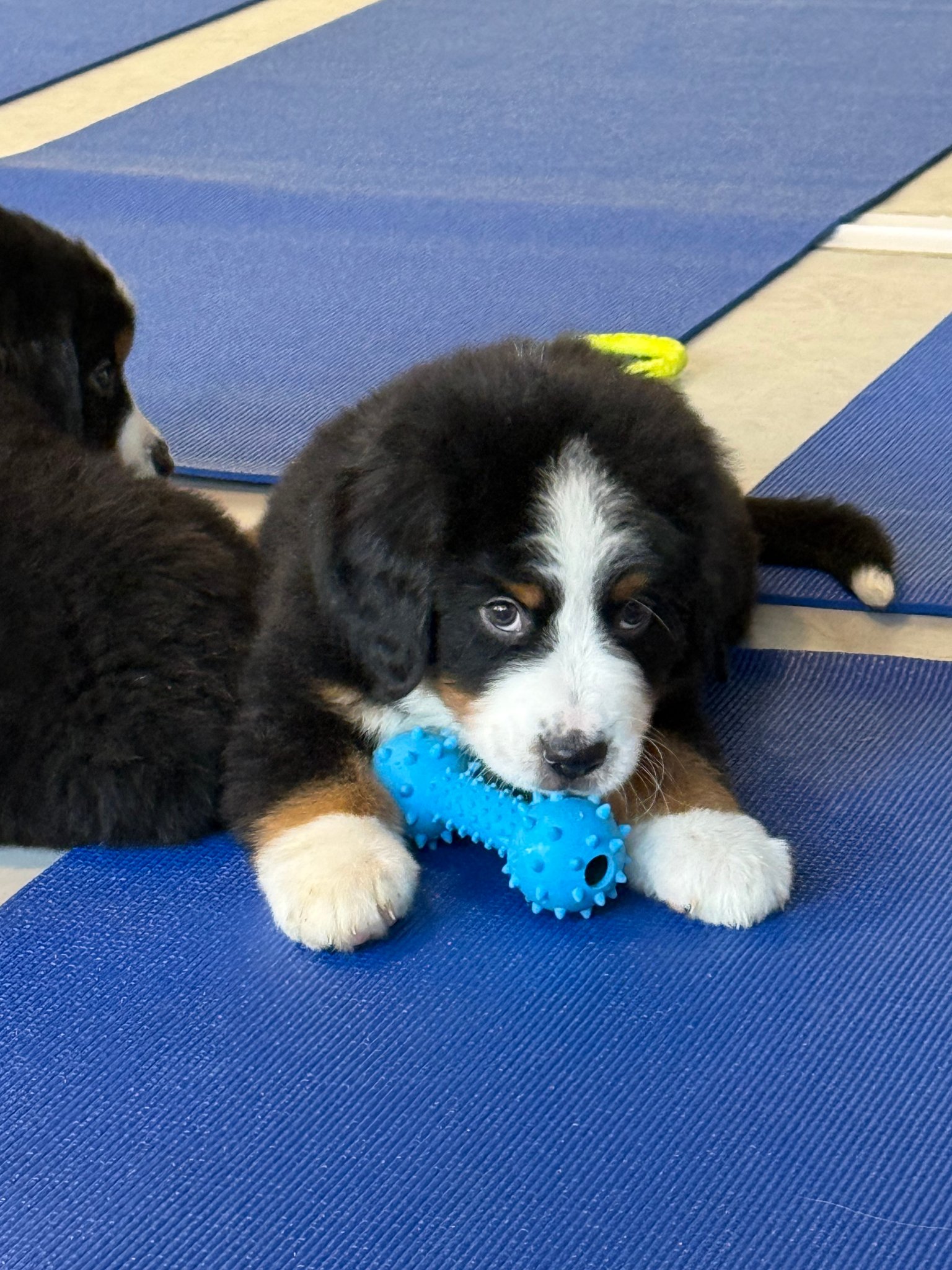 Puppy Yoga Denver